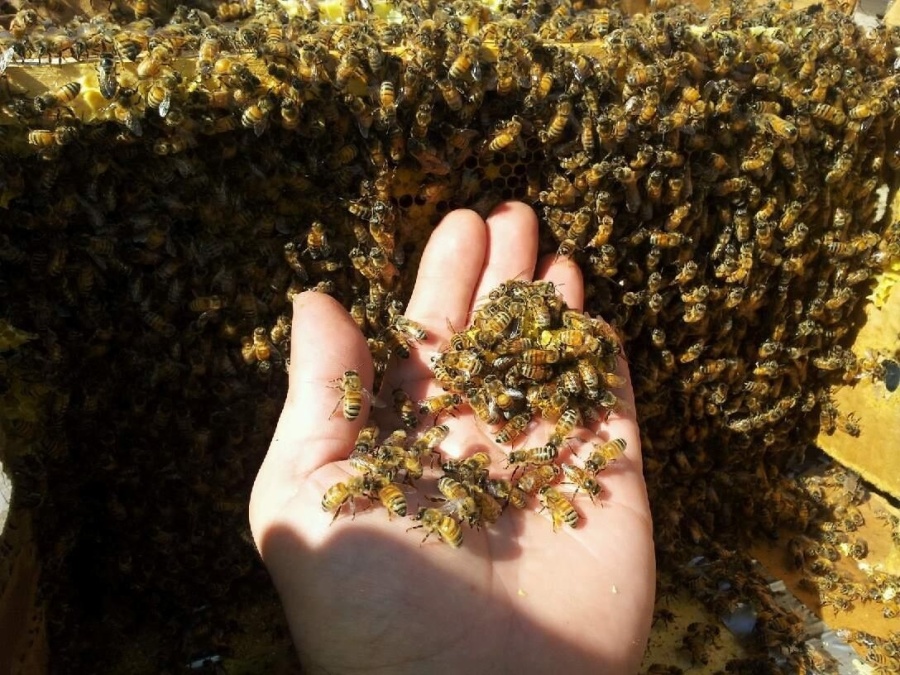 Honey and Bees, on the palm of a hand