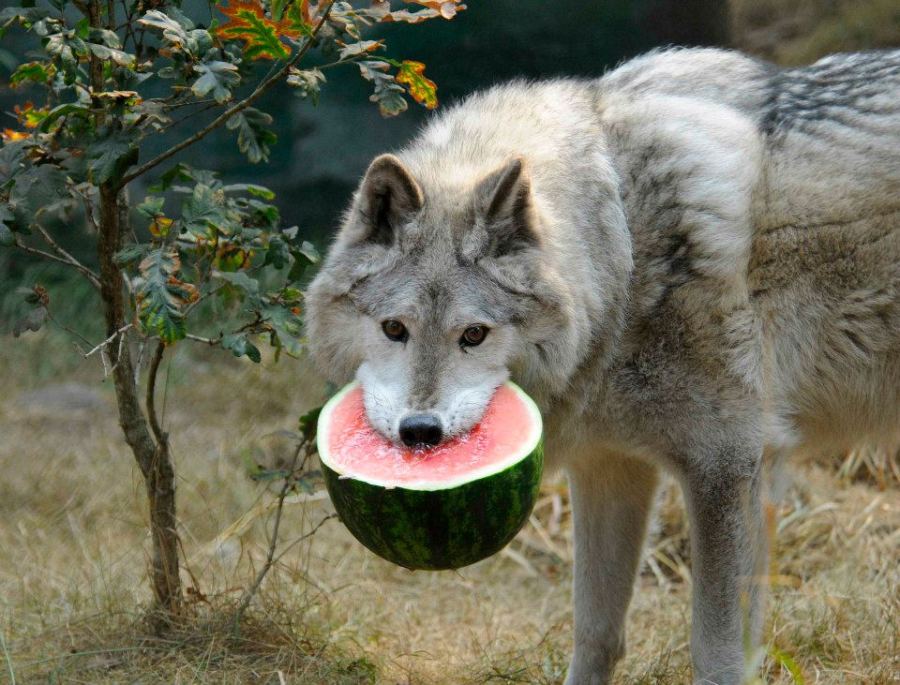Wolf and Watermelon